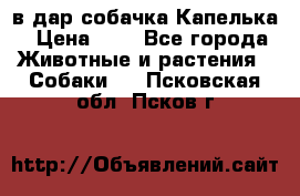 в дар собачка Капелька › Цена ­ 1 - Все города Животные и растения » Собаки   . Псковская обл.,Псков г.